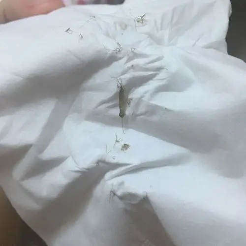 晚上家里看见一只这样的虫子,外形如图身子呈竹节状有点半透明,有须