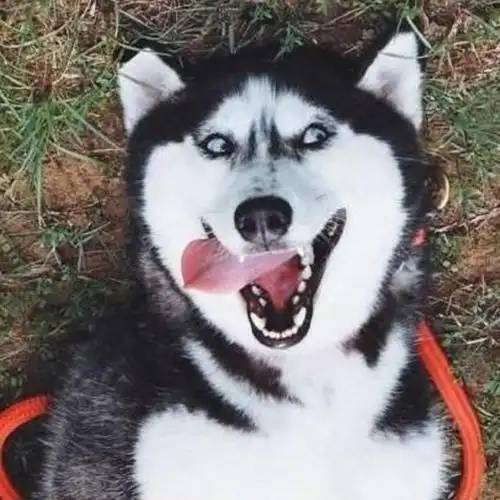 又蠢又萌又会作的哈士奇,这些表情包够你笑一辈子了_时候