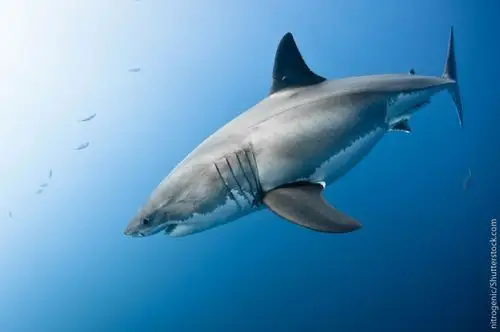 great white shark facts for kids