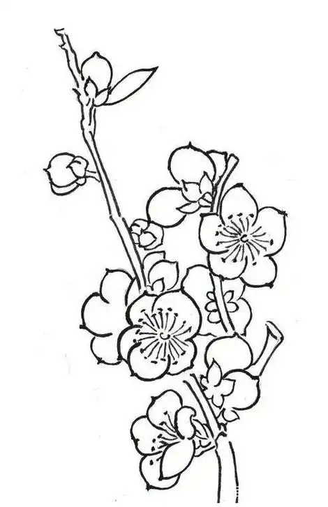 简笔画梅花的画法 简笔画梅花的画法铅笔画