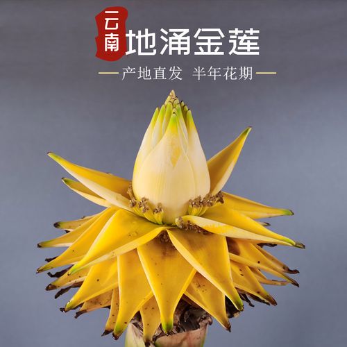 地涌金莲千叶莲花云南大型绿植花卉金芭蕉地母鸡矮粗型带花发货