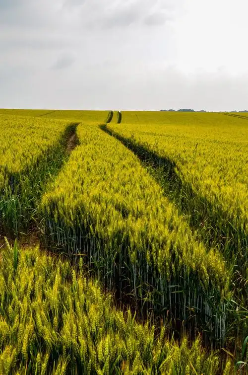 感受大麦的丰收.
