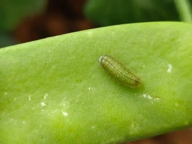 昆虫记豌豆象的主要内容_百科-8s新商盟