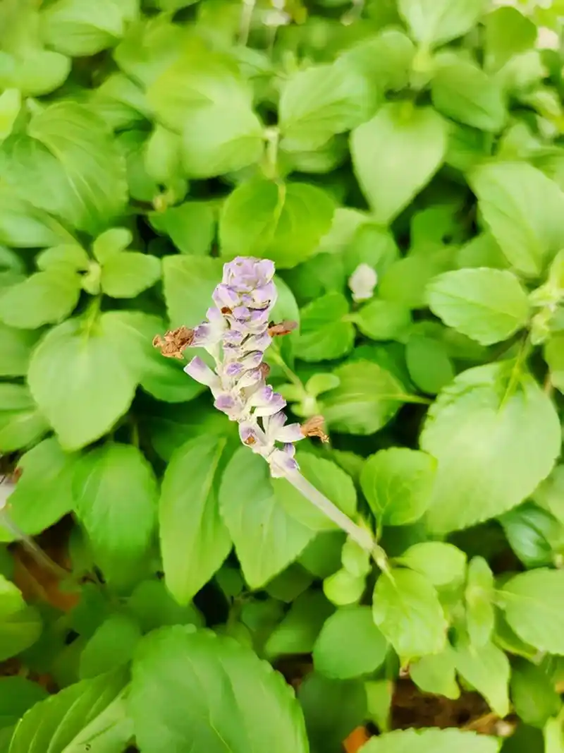 蓝花鼠尾草.在武汉街头拍的,看起来刚刚错过了花期. 蓝花鼠尾 - 抖音