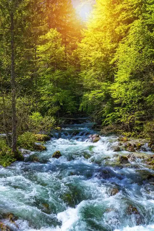 夏日森林里的河水, 阳光透过树叶照耀.夏季自然景观.