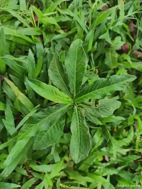地苦胆是一种名贵的中药材,它是指苦参属植物地锦草的根茎.