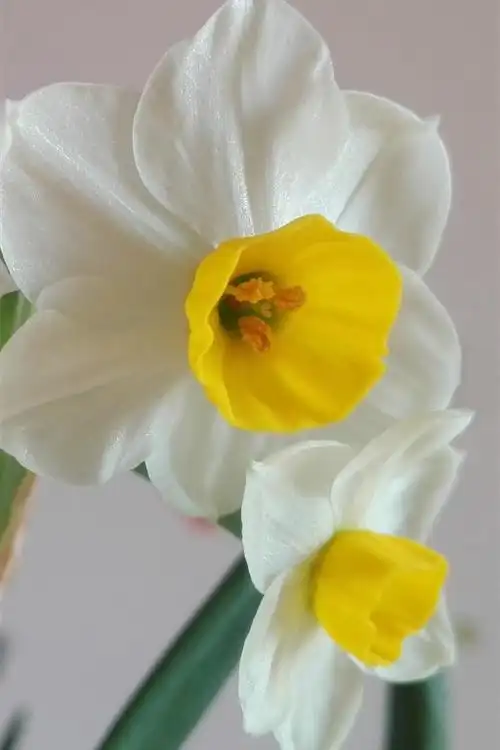 壁纸 家庭花,白色水仙 3840x2160 uhd 4k 高清壁纸, 图片, 照片