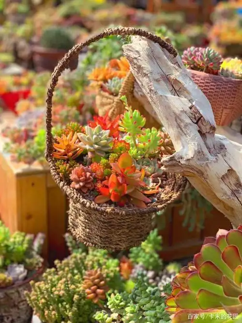 大家心中的多肉花园!