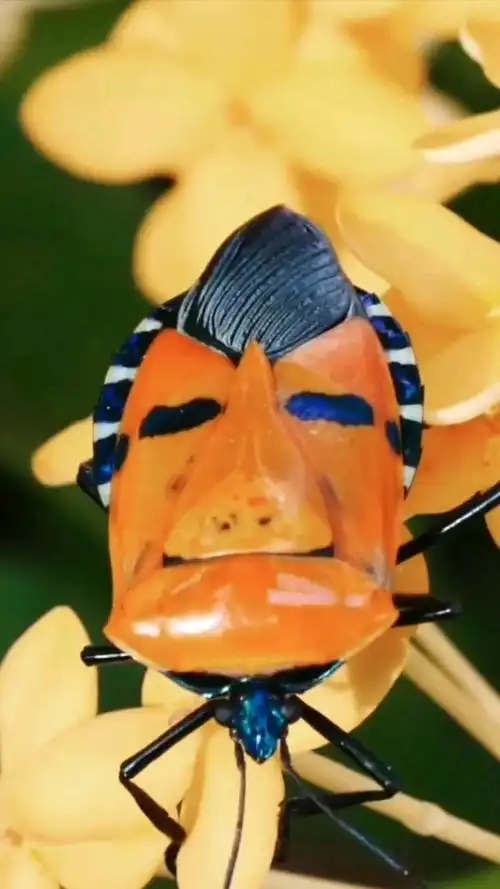 人脸甲虫,学名人面蝽.