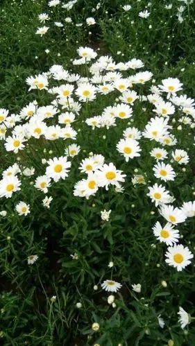 小雏菊/小雏菊背景图/聊天壁纸/手机壁纸/锁屏壁纸/拽拽的壁纸/ins潮