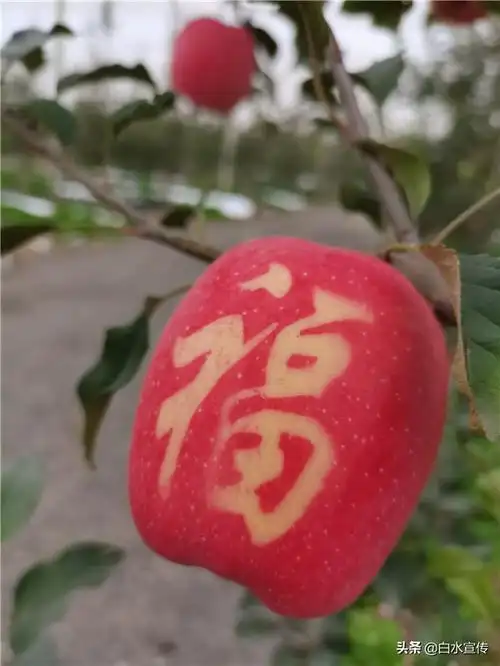 白水苹果送祝福(本图片由林秋芳提供)
