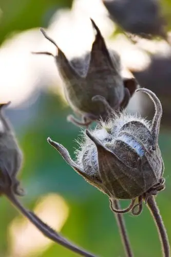 逆光的棉花果实.