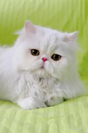 圆圆波斯猫眼妆