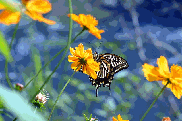 640_427gif 动态图 动图