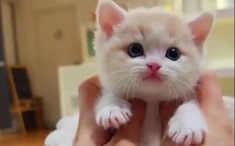 超萌英国短毛猫小奶猫乖乖的太可爱了