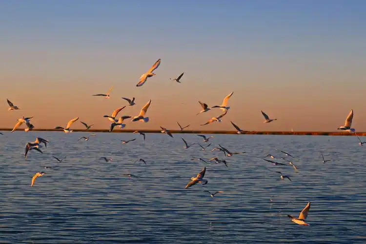 来到了额济纳旗的著名景区"居延海",观赏拍摄日出和海鸥飞翔的美景,但