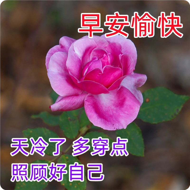 漂亮温馨的早上好问候祝福图片精选微信最新的早上好祝福表情祝福