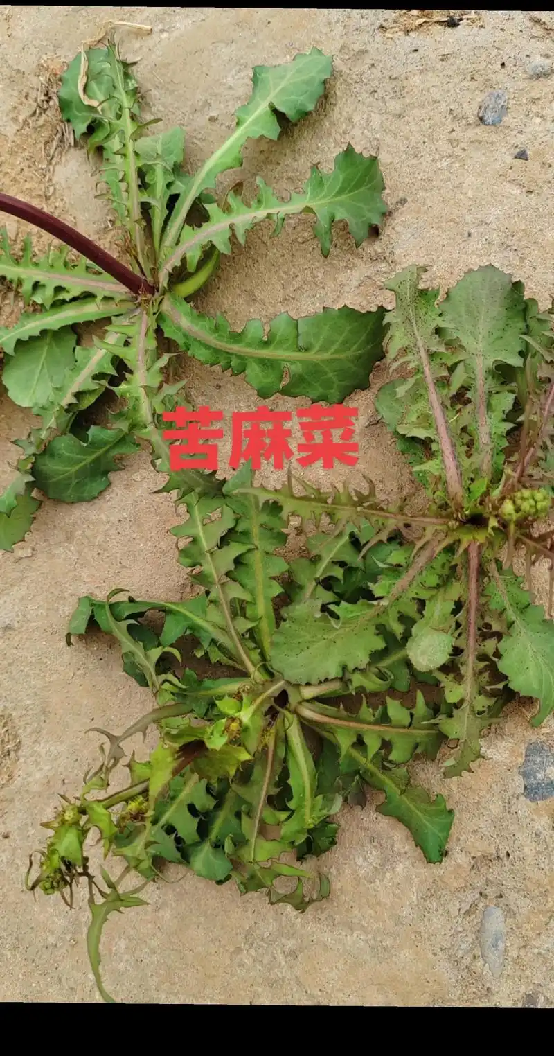 清明踏春,河边树林挖苦麻菜,焯水泡去苦味,包山野菜饺子吃. - 抖音