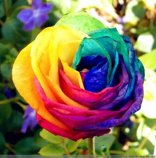 难得一见的七彩花,太漂亮了 - 宝贝梦 - 分享美丽