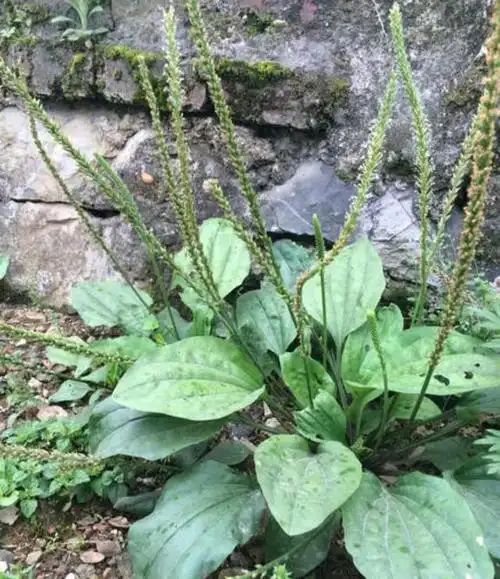 农村称宝~车前草