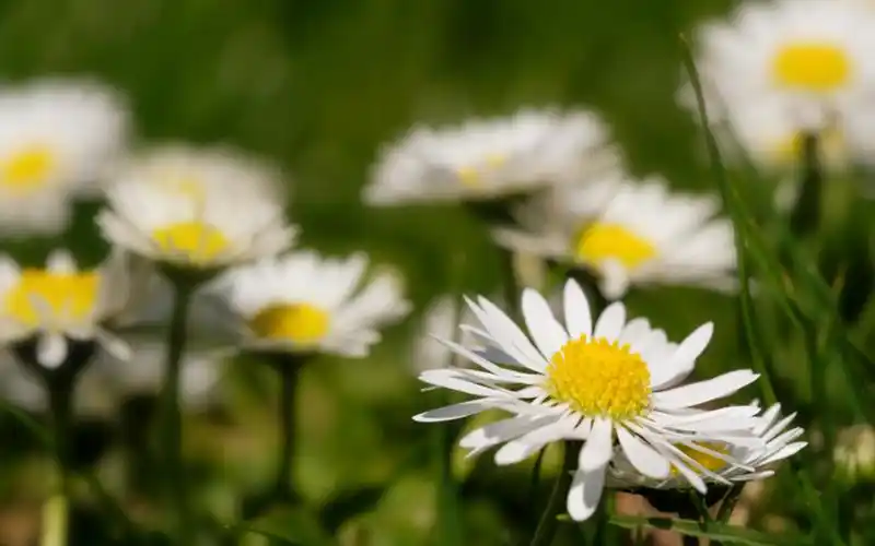 清新淡雅的小雏菊花卉桌面壁纸_植物壁纸_壁纸下载_美桌网