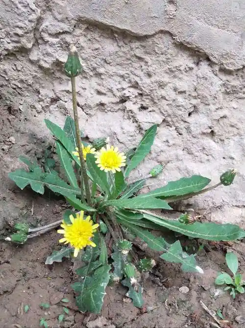 城关镇东关小学,停课不停学!四年级美术《蒲公英》