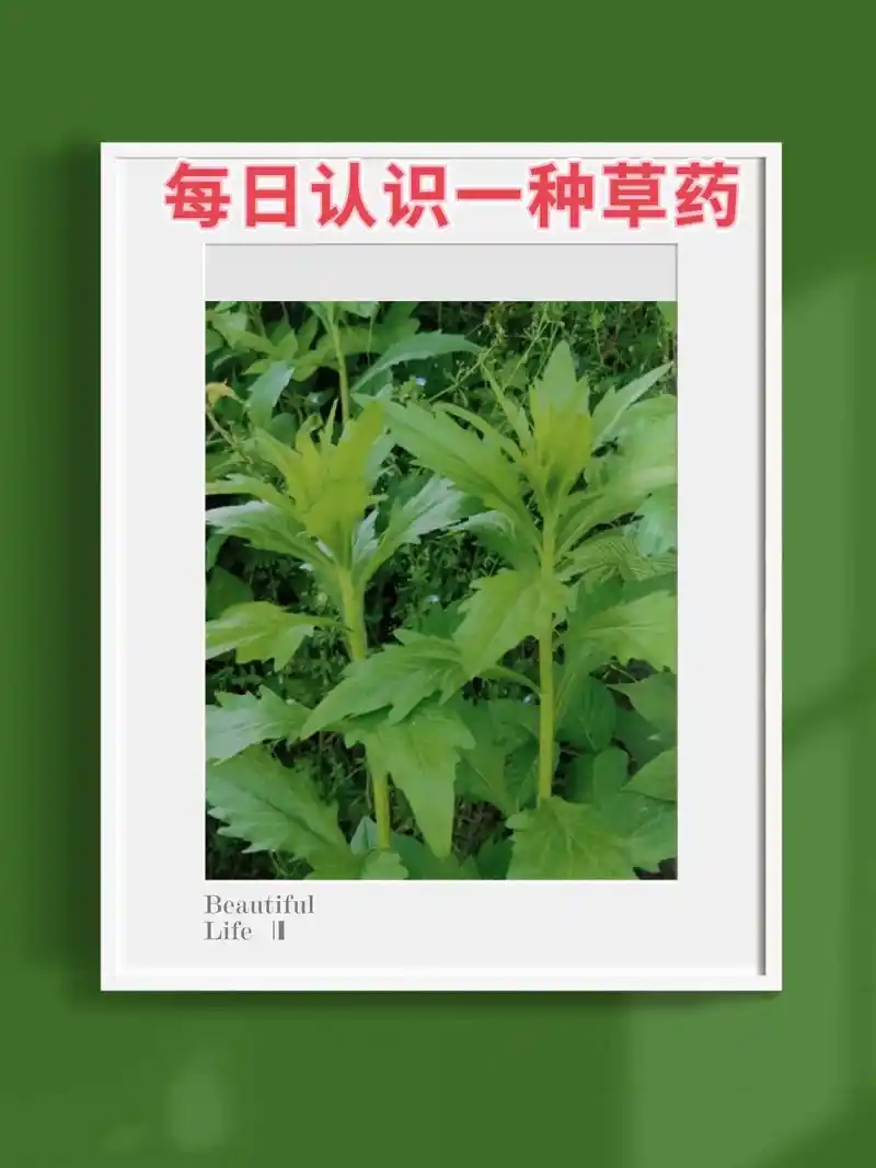 每日认识一种草药.飞蓬草#识百草 #一日一植物 #主打的就是 - 抖音