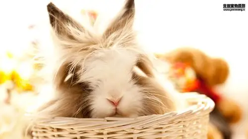 萌宠觉创摄影野生动物兔子可爱卖萌图