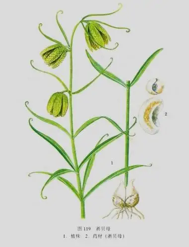 这是个什么植物?