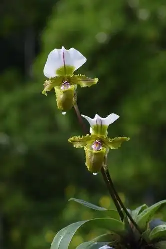 云南西双版纳白旗兜兰属首次培育成功的幼苗