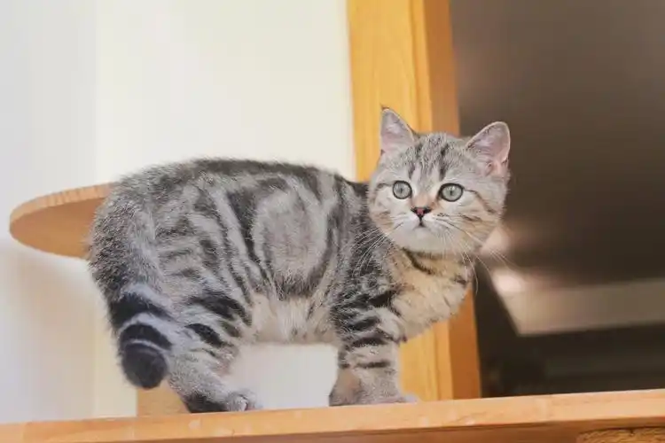 ny22稀有色蓝金虎斑并不是美短虎斑哦 我们是英短虎斑!