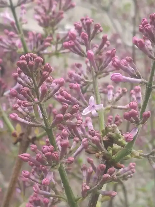 丁香花繁茂的花苞.