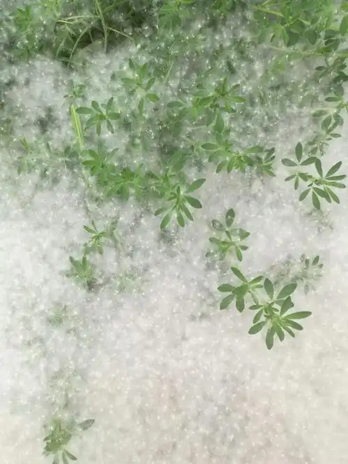 飘飞的柳絮 - 美篇