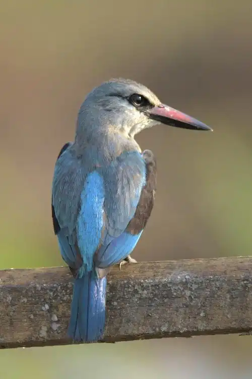 翠鸟的生活习性及生态特点