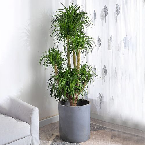 植物龙血大型卧室室内客厅盆栽多头龙须树办公室大型绿植