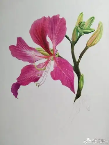 ​彩铅手绘—紫荆花~