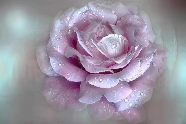 水滴在浅紫色的玫瑰全高清壁纸和背景