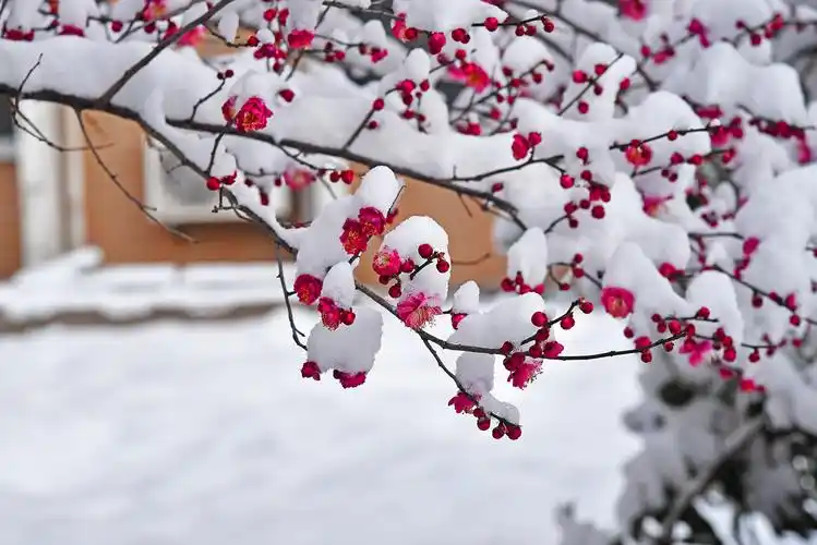 其它 傲雪寒梅 写美篇    人们都爱梅花,爱她的清高,更爱她的坚强.