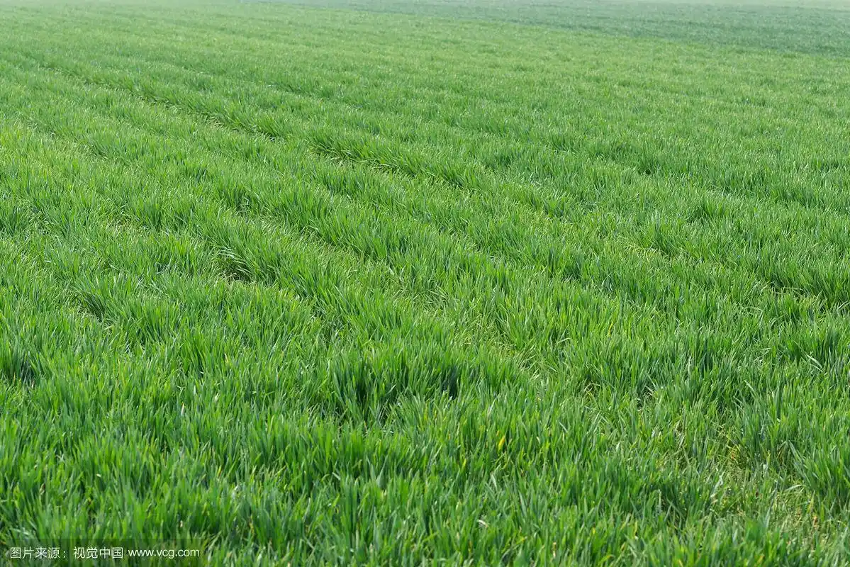 田地里健康成长的麦苗