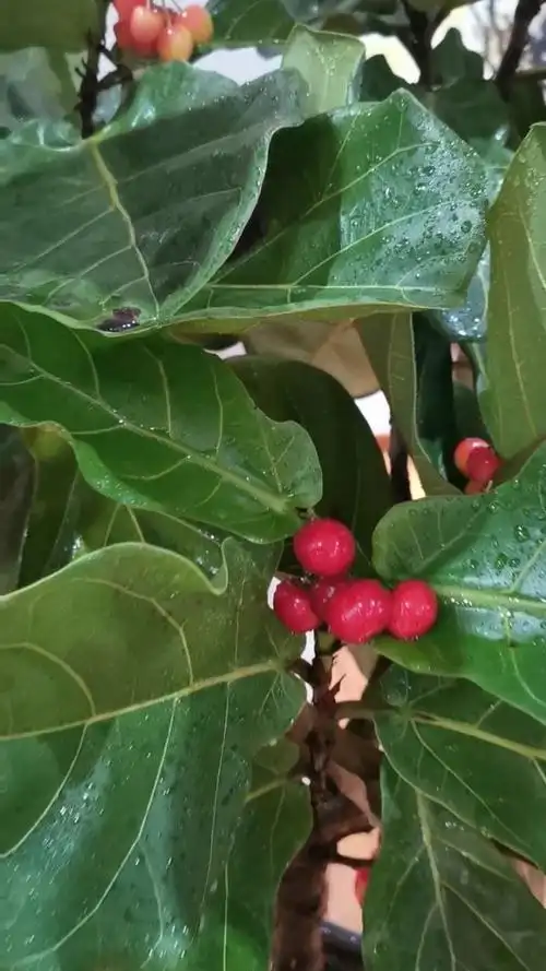 我的菩提树结果果了