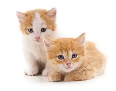 两只白色波斯长毛小猫,蓝眼睛,穿着粉红色的手提箱,在粉红色的背景上