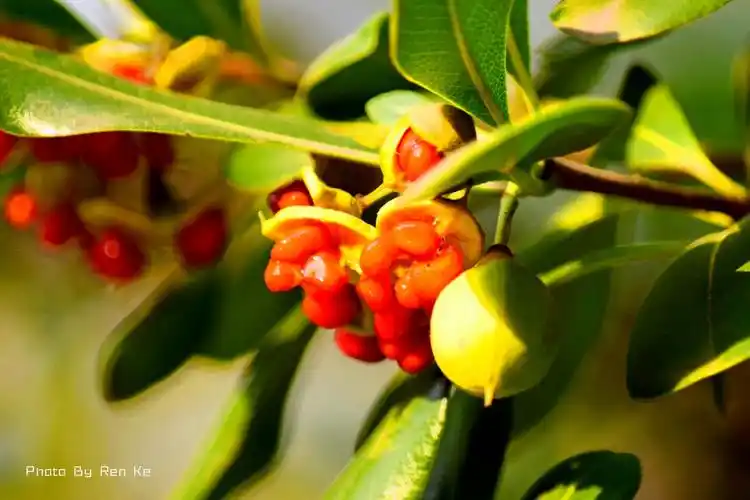 【首发】七里香