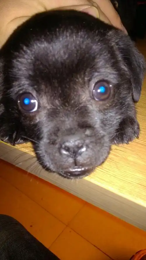 耳朵趴趴着,鼻子也是趴趴着,牙齿挺长,2个月大左右,多谢