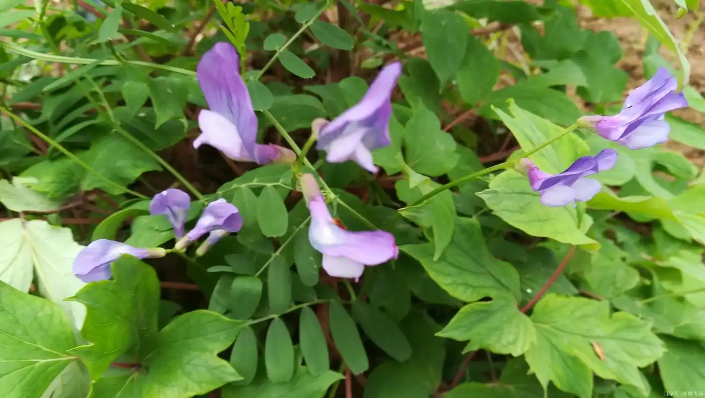 田间小花:大花野豌豆!好美,小伙伴们见过吗?