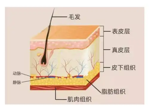 脸皮组织结构