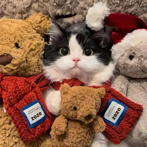 可爱猫咪情侣头像