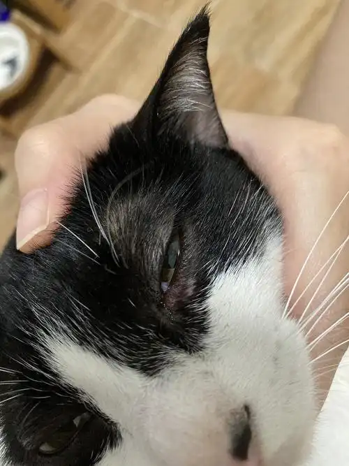 【讨论】求问猫咪下眼睑脱毛红肿是怎么了