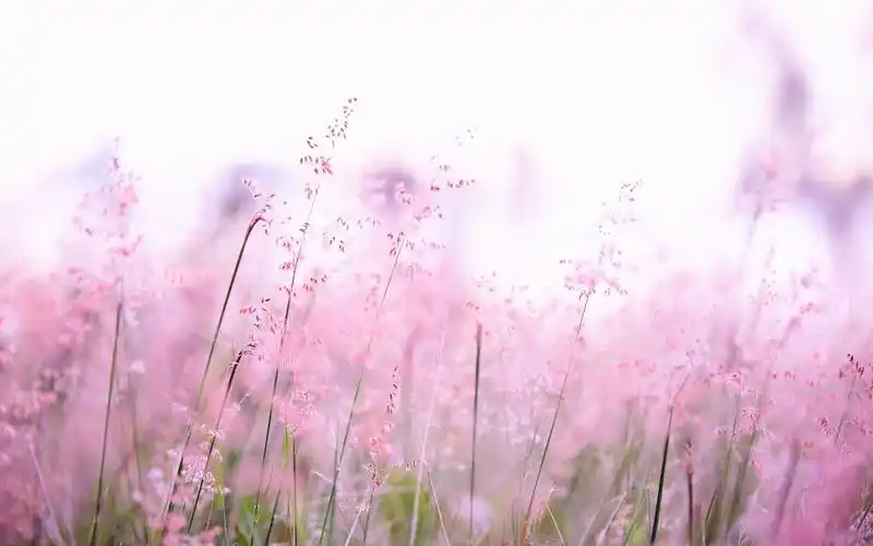 唯美意境花卉图片治愈系小清新桌面壁纸图片