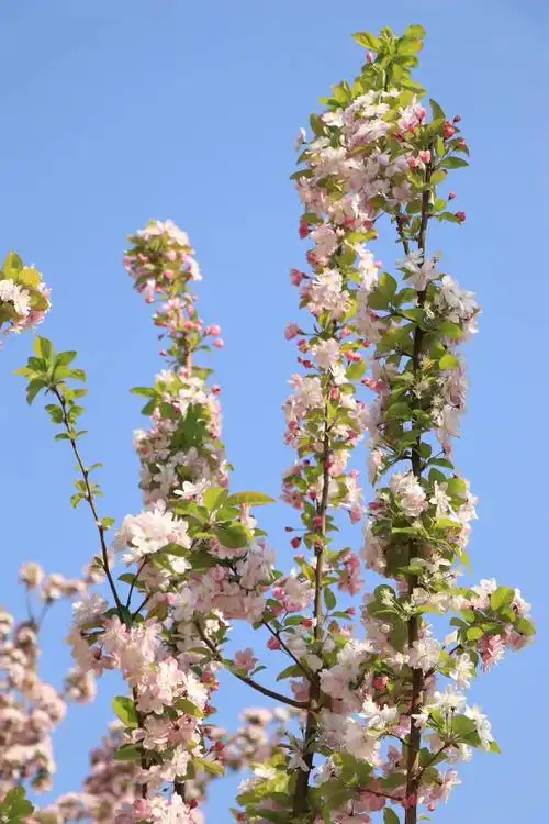 春61游园之西府海棠