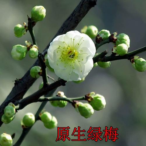 原生绿梅金钱绿萼浓香型梅花红梅腊梅龙游梅南北方植物耐寒耐旱